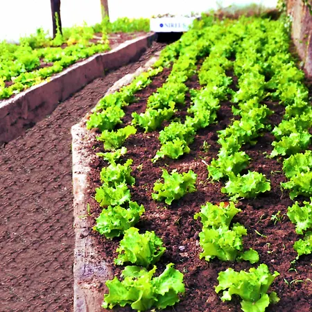 Lusitania Congress & 4*