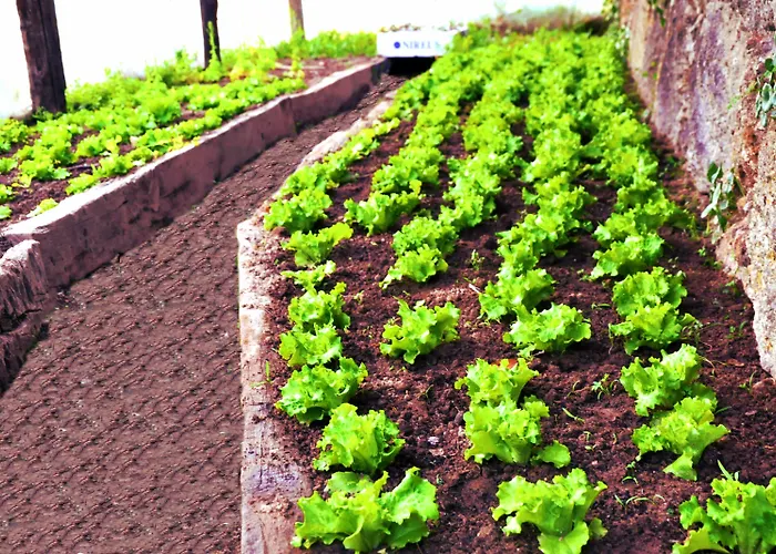 Lusitania Congress & 4*